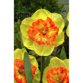 Hectarul - Bulbi de narcise Berlin, 5 bulbi